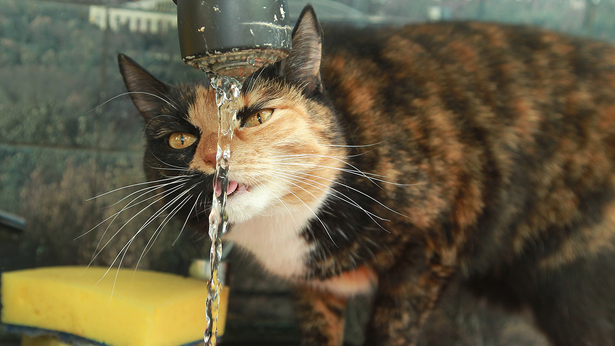 График отключения горячей воды в Москве в 2023 году