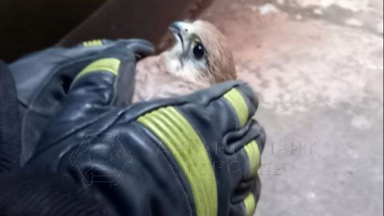 Спасатели в Москве вытащили застрявших в вентшахте дома птенцов сокола