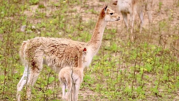 Краснокнижная викунья родилась в Московском зоопарке