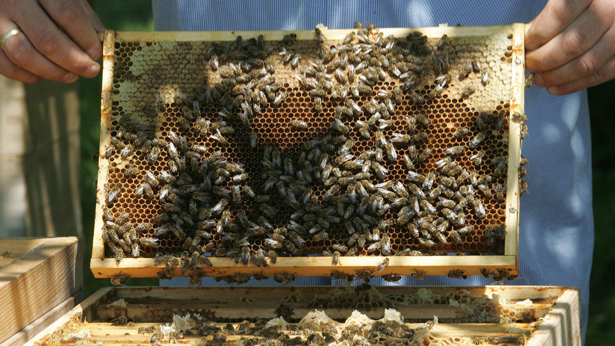 Народный календарь. Как привлечь счастье в дом на Зосиму Пчельника, 30 апреля