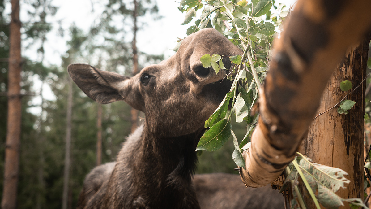 Сбитый под Истрой лосенок находится в крайне тяжелом состоянии