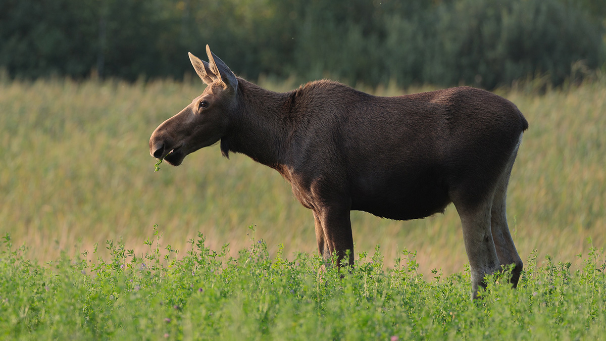 Лосенок заблудился в подмосковных Химках