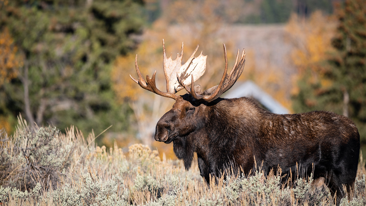 Водителей предупредили о начале гона у лосей в Подмосковье