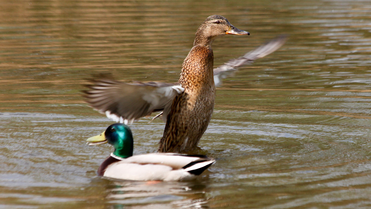 Работы по реабилитации каскада прудов Лефортовского парка стартовали в ВАО