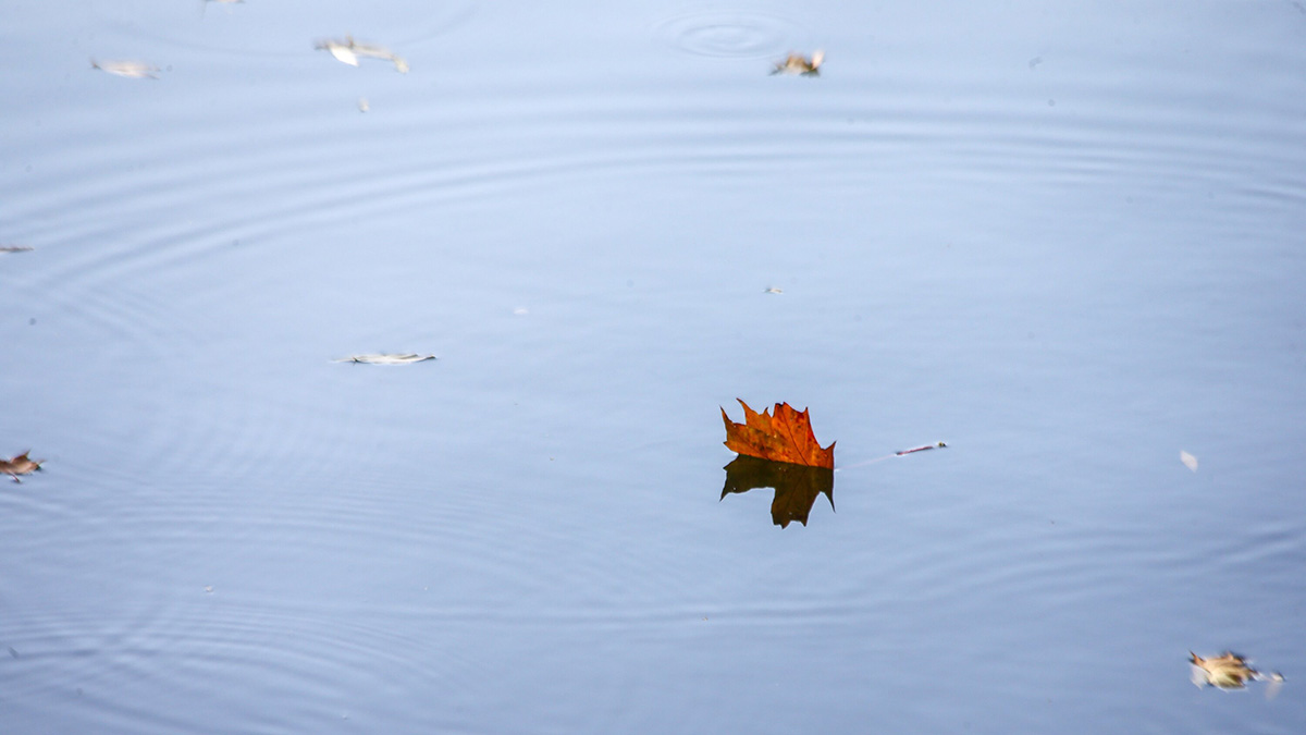 Реконструкция 15 водоемов завершилась в Москве