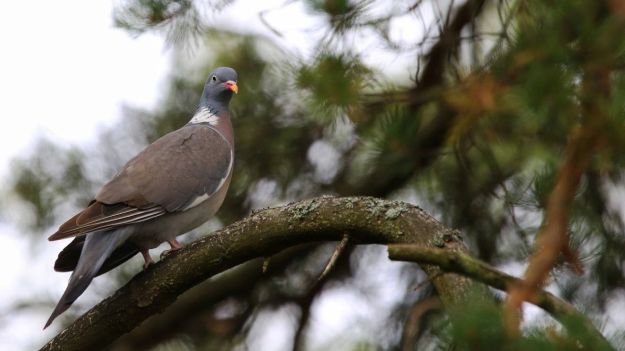 Краснокнижного вяхиря заметили в природном заказнике «Долина реки Сетунь»