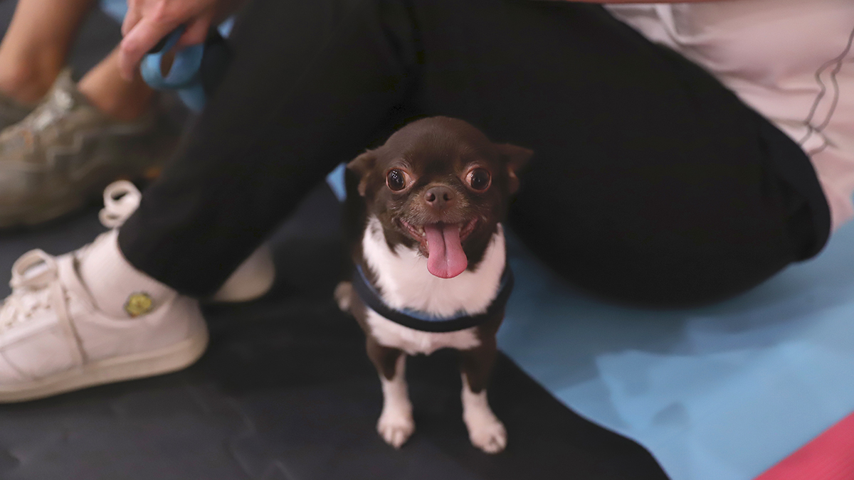 Москвичи забрали шесть питомцев с фестиваля животных из городских приютов на ВДНХ