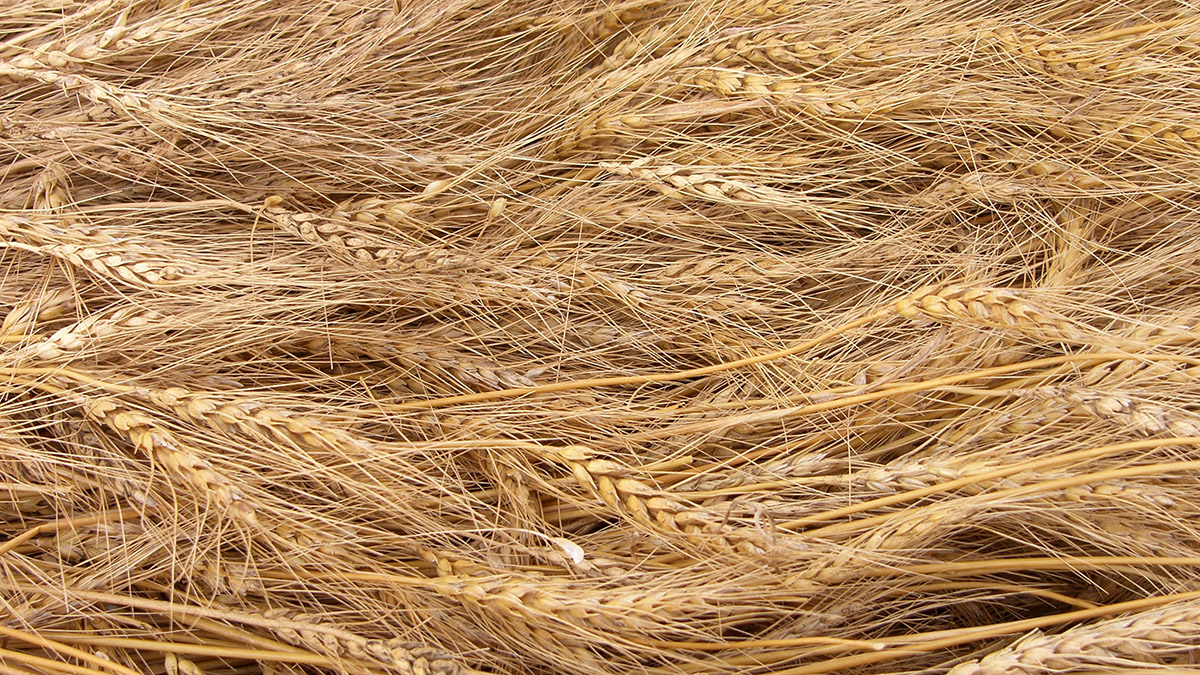 Reuters: Киев направил ИМО письмо о создании временного маршрута для поставок зерна