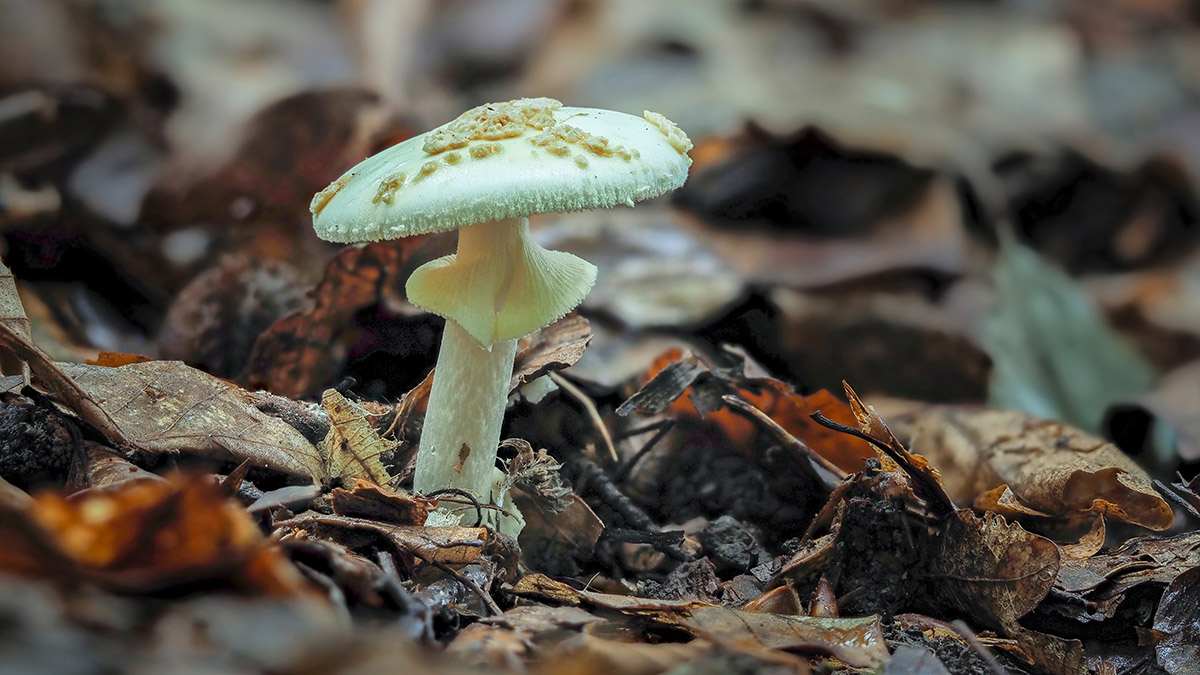 Женщину, накормившую семью поганками, признали виновной в тройном убийстве