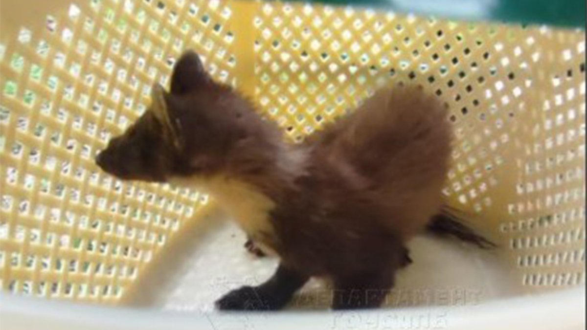 Спасатели Московского авиацентра помогли застрявшей на дереве кунице