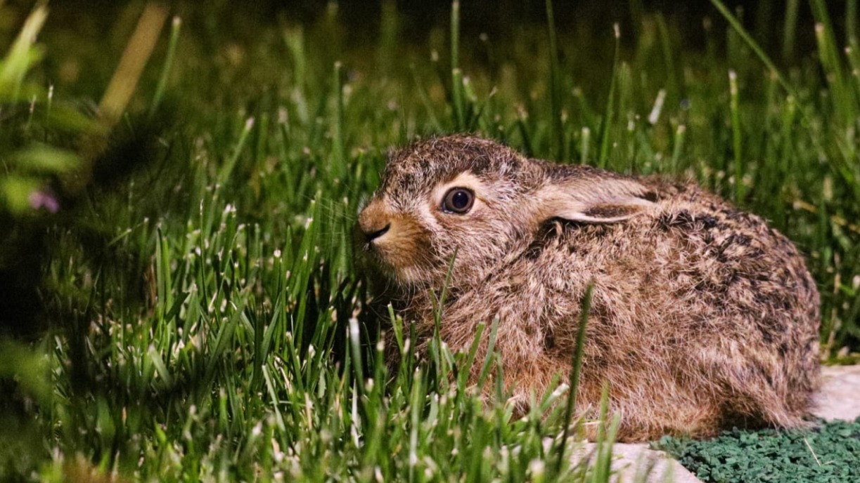 Семья краснокнижного зайца-русака в Москве пополнилась десятью зайчатами
