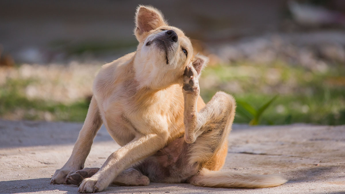 «Страшная вещь»: в каких случаях предлагается усыплять бездомных животных