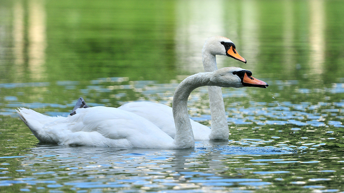 Орнитолог рассказал о частых появлениях одиноких лебедей на прудах Москвы