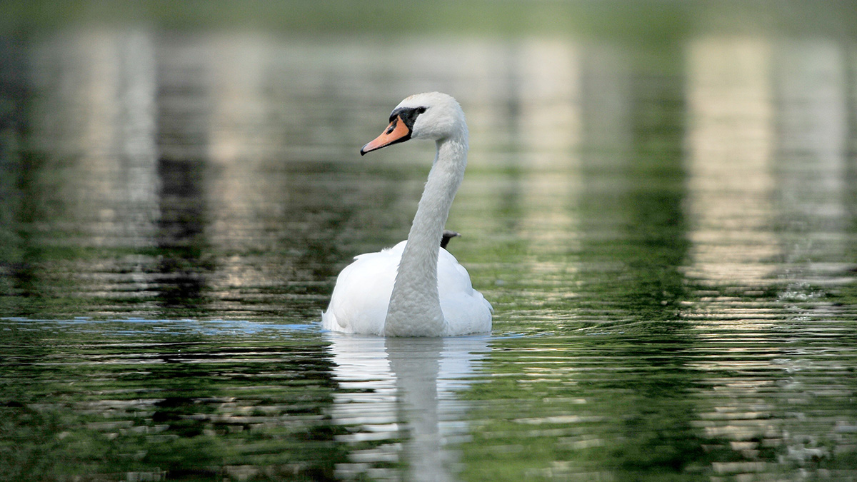 Редкие лебеди вернулись в «Лосиный Остров» в Москве впервые за 100 лет