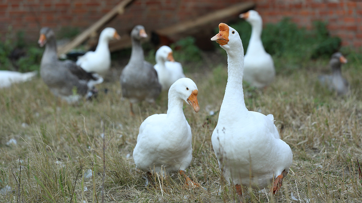 Народный календарь. Как предугадать погоду в летний сезон, смотря на гусей 18 мая