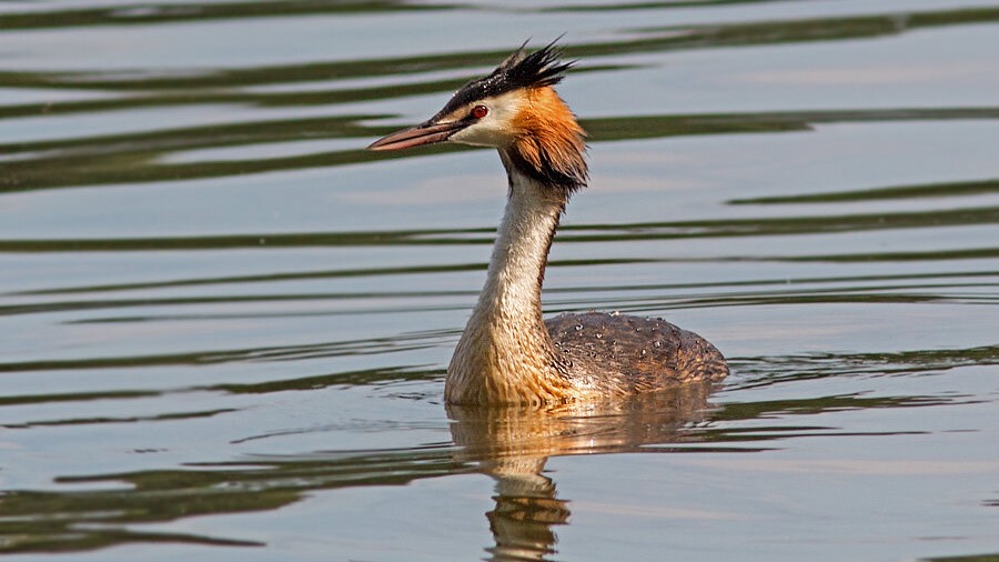 Редкая птица чомга в Царицынском пруду