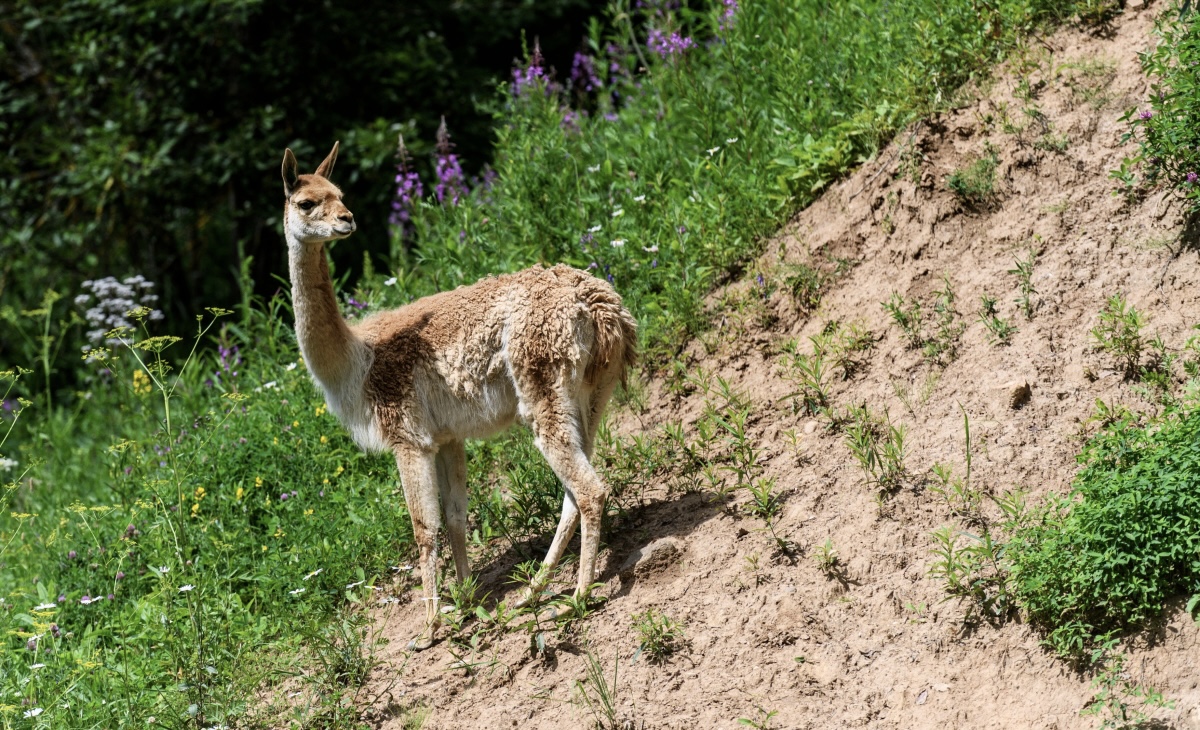 Москвичи выберут имя для детеныша викуньи