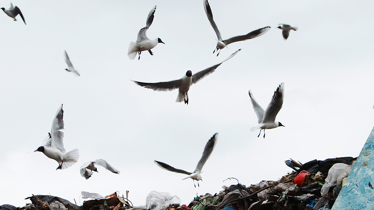 Mash: Пожар из-за жары произошел на крупнейшей свалке Подмосковья
