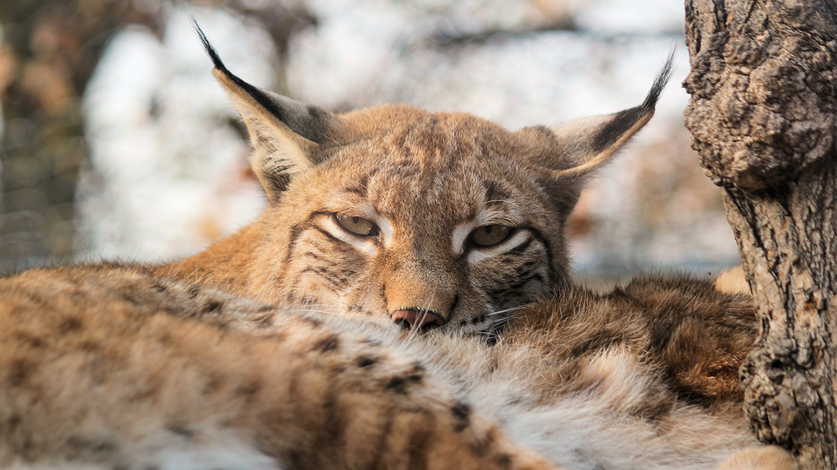 Вольер рысей обновили в Московском зоопарке