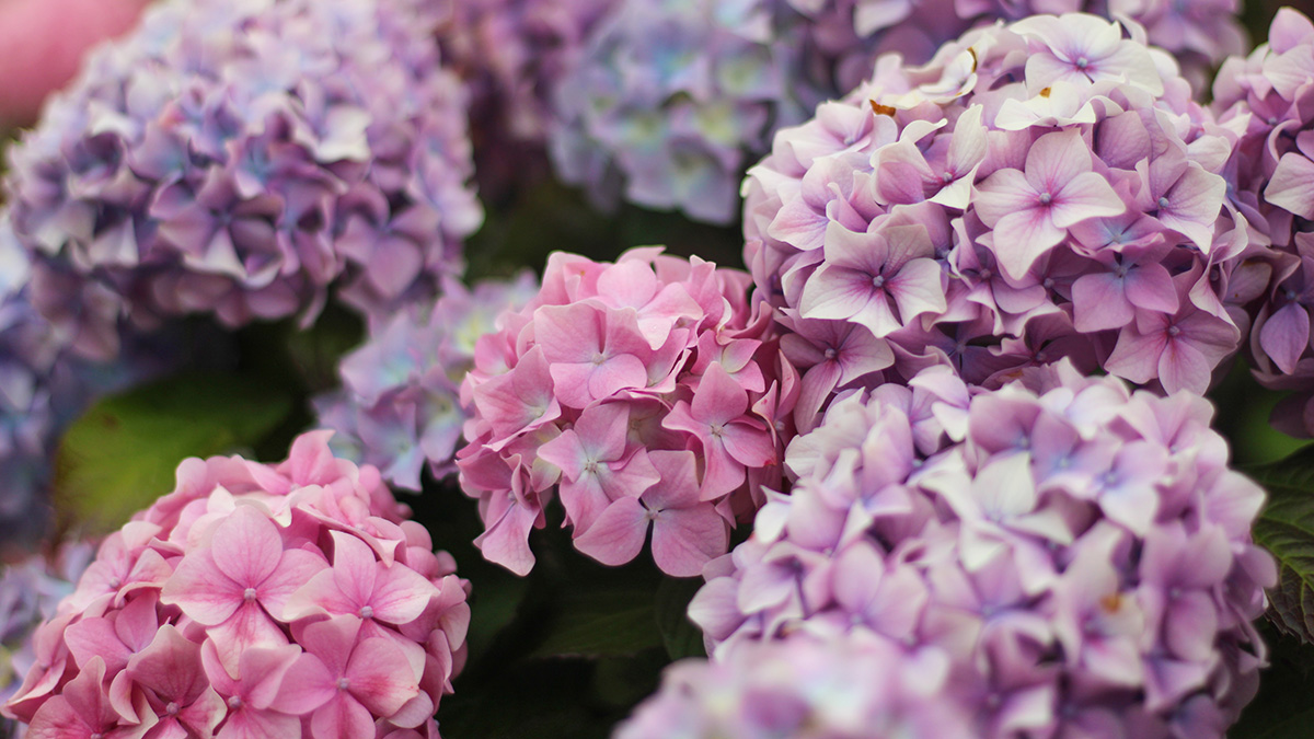 В Георгиевском саду больницы Святого Георгия посадили новые деревья