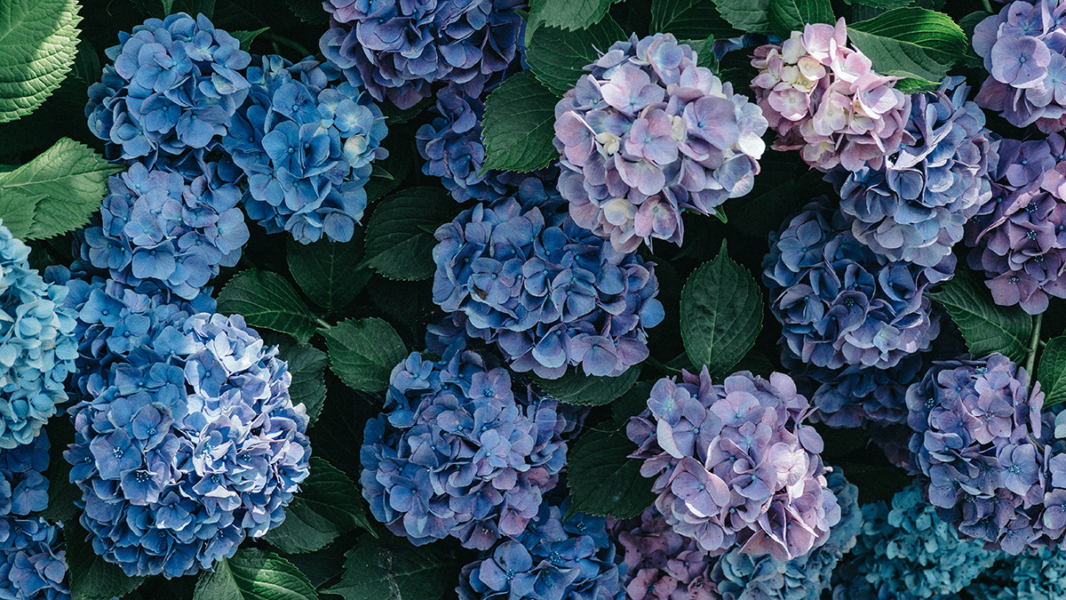 Агроном Володихин дал советы, чем укрывать гортензии на зиму 