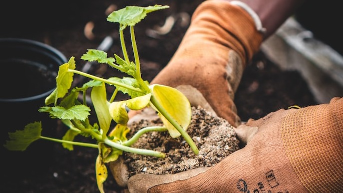 «Много чего напридумывали праотцы»: забытые секреты огородничества