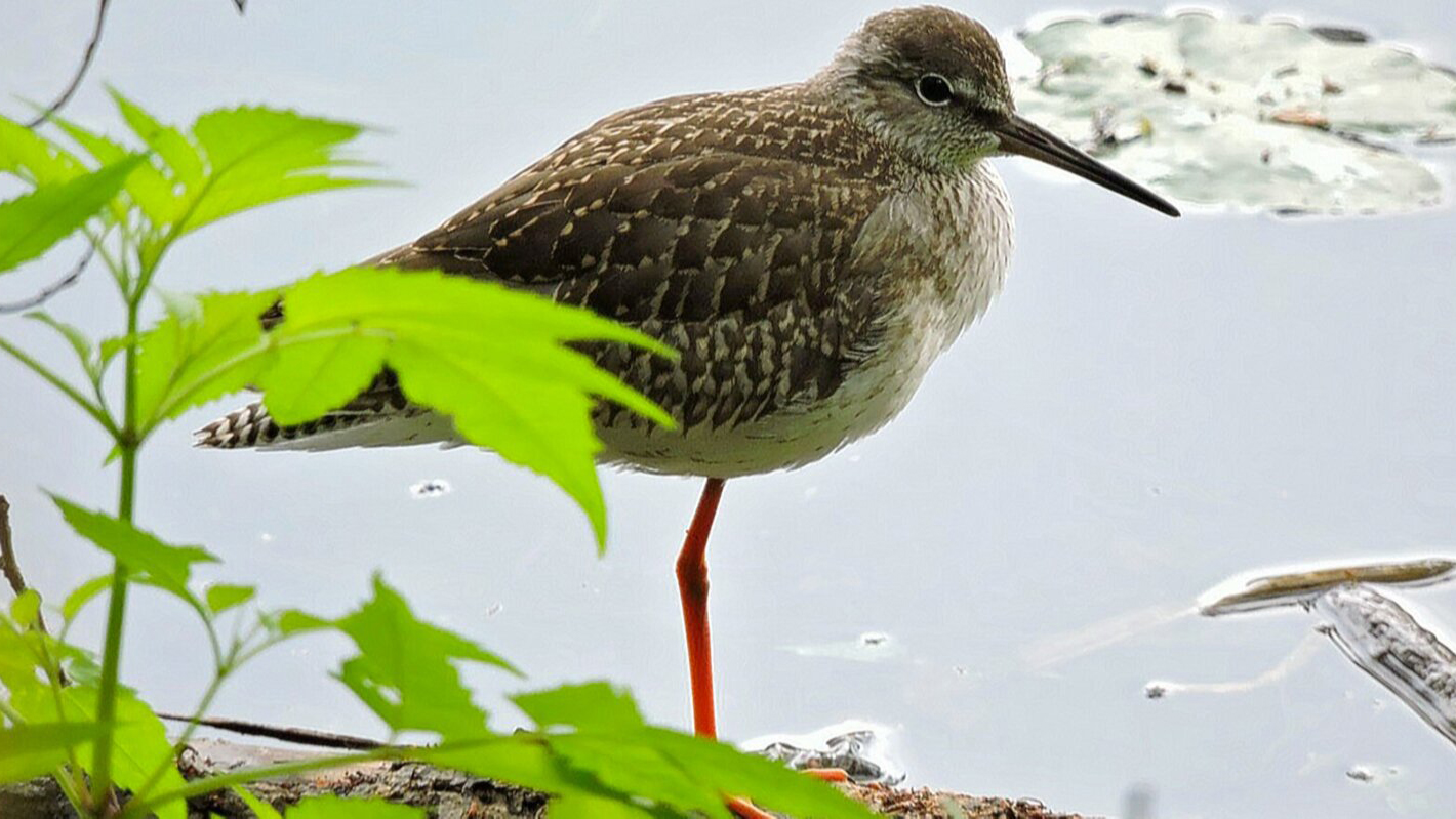 Краснокнижного травника заметили в столичном парке «Кузьминки-Люблино»