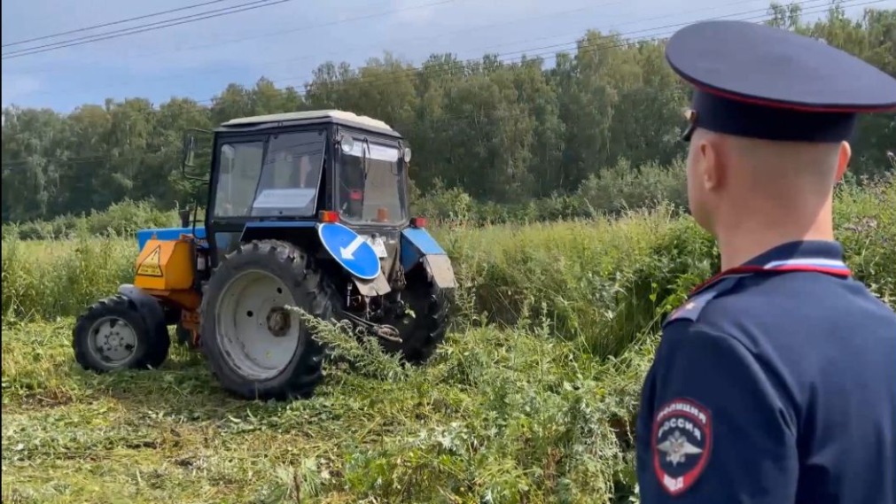 Около 600 кустов конопли уничтожили в Подмосковье