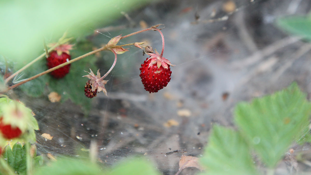 Дачникам рассказали, как и когда сажать садовую землянику