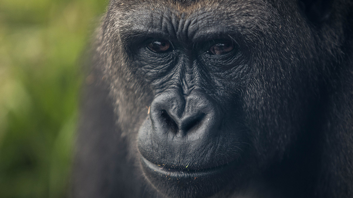 Отчаянно били по стеклу: семью горилл заперли в заброшенном английском зоопарке