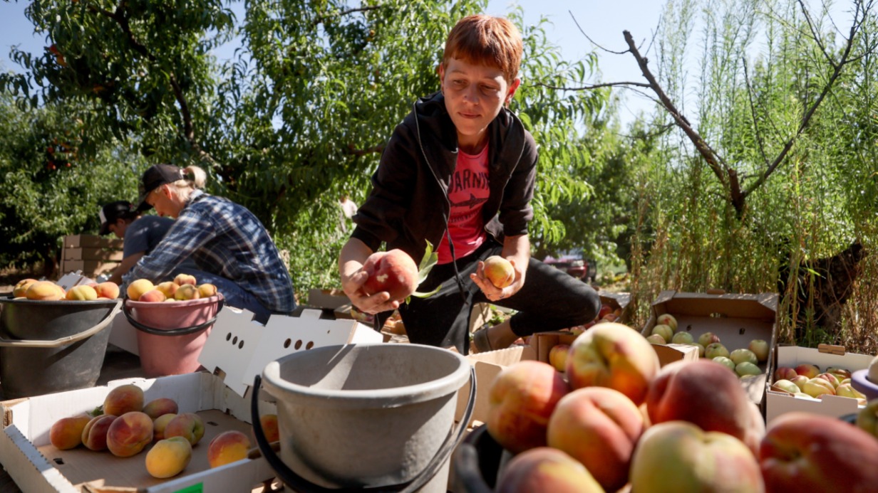 Женщина во время сбора урожая персиков в Каховском районе Херсонской области. Вместе с Запорожской областью этот регион начал поставлять свою продукцию на российский рынок. Оттуда привозят фрукты, овощи и зерновые