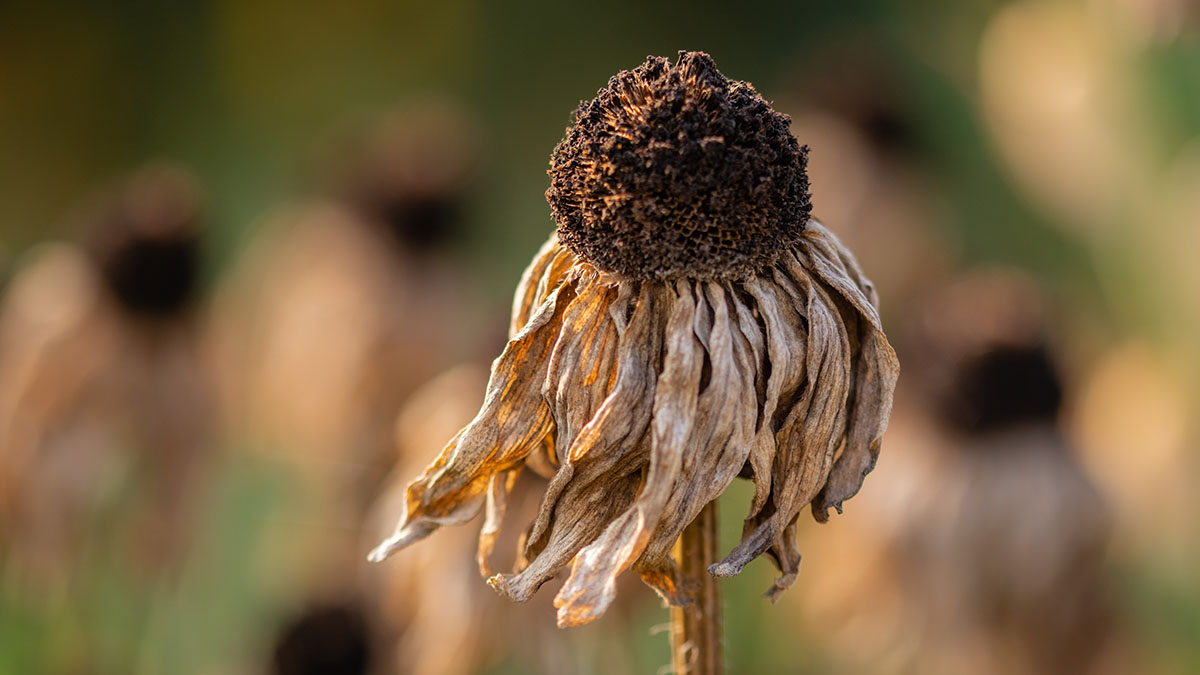 Каким будет лето 2025