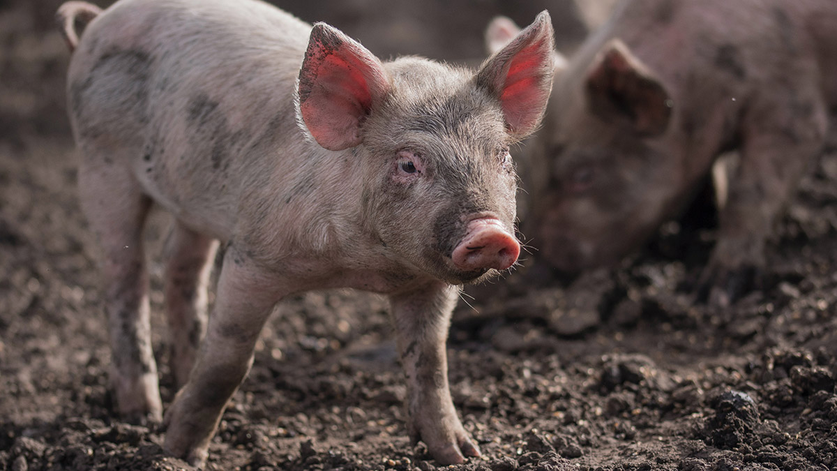 Польские фермеры разливают свиной навоз вдоль границы для борьбы с мигрантами