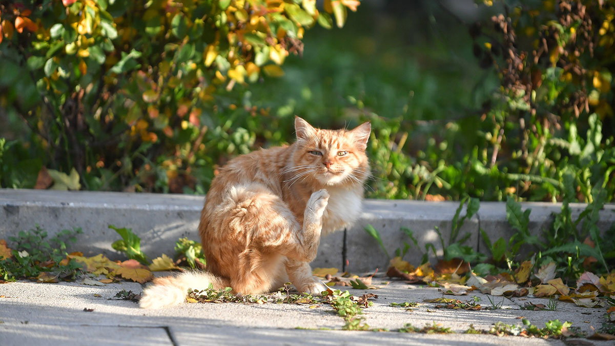Депутат Бурматов: Штрафы за выброшенных на улицу домашних питомцев достигнут 30 тысяч рублей