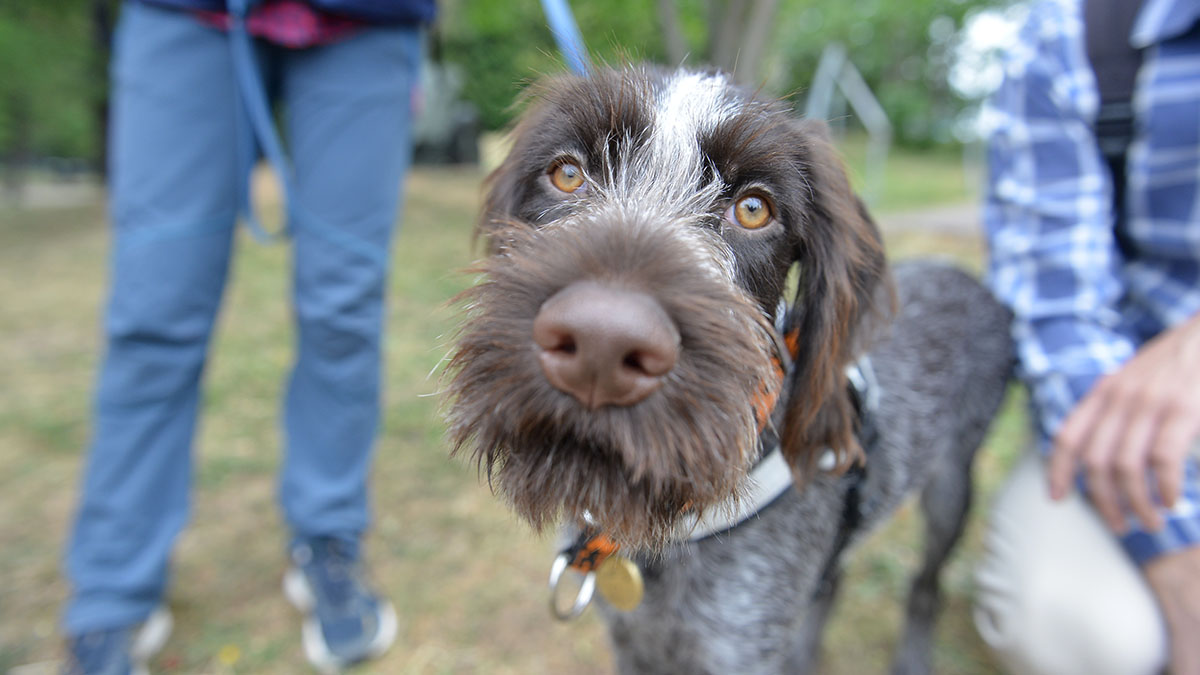 Более 300 пропавших питомцев удалось найти благодаря столичному сервису поиска животных