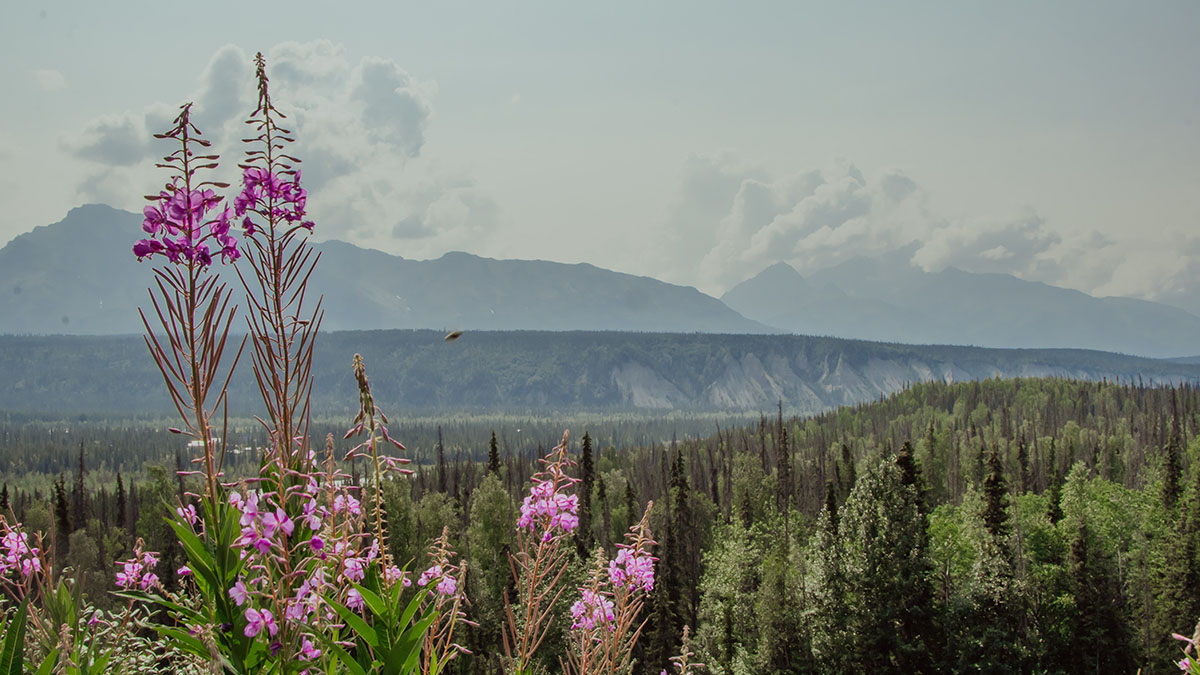 Паводок начался на Аляске из-за таяния ледника Менденхолл