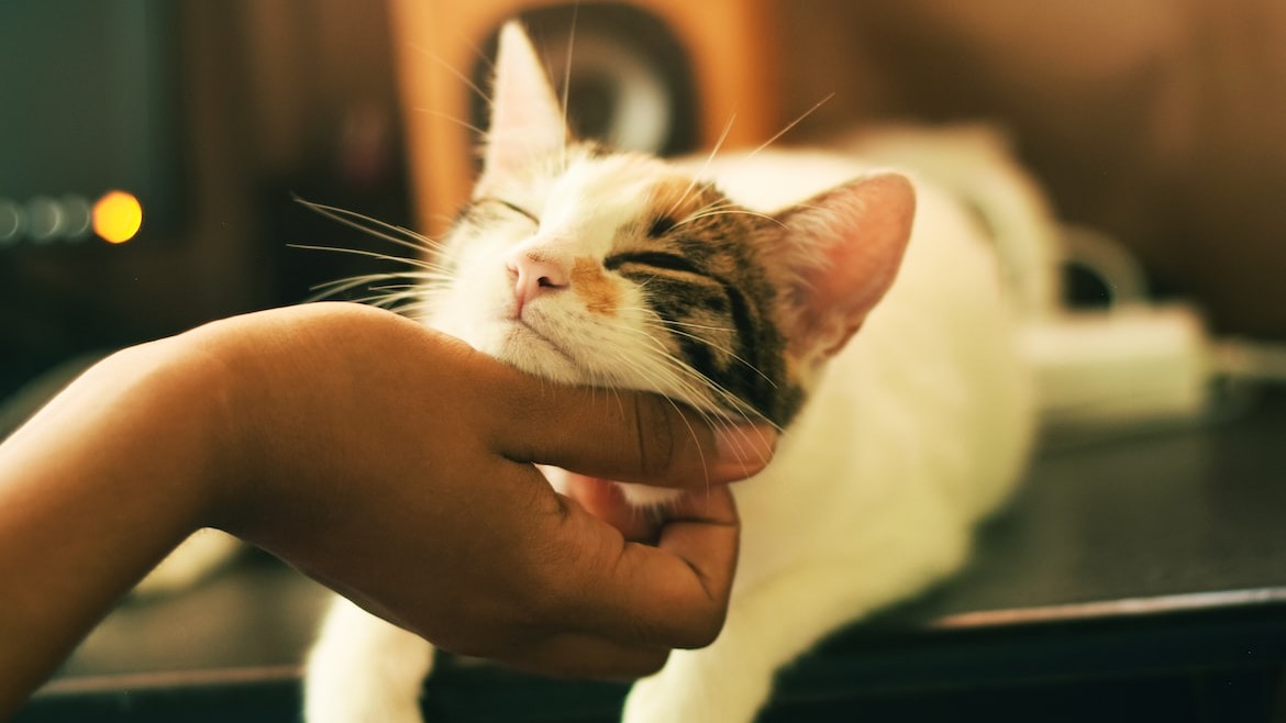 Бобик уехал, зоомагазин остался: торговать собаками и кошками будут только в питомниках