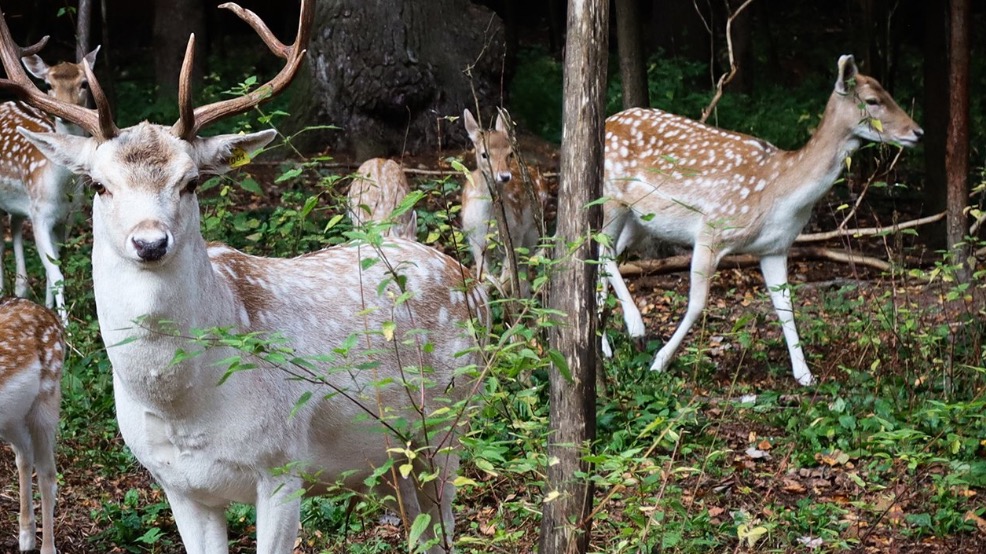 Москвичей пригласили в вольерный комплекс «Дом лани» в Зеленограде