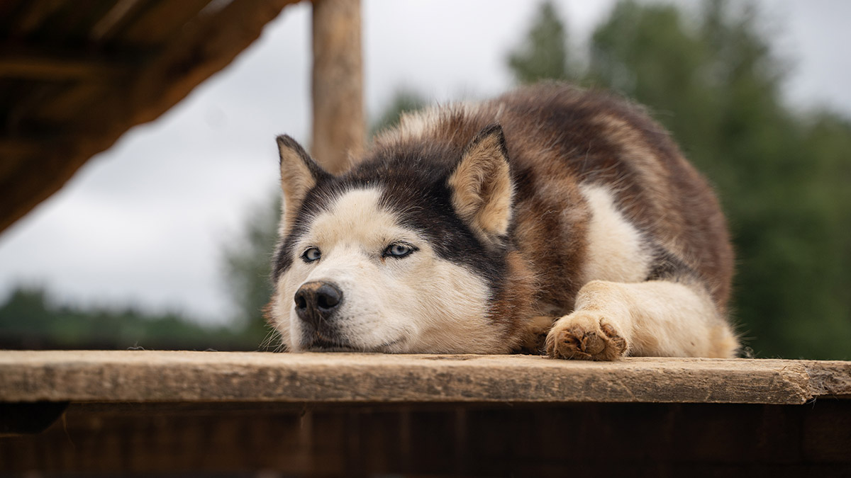 Сочинские ветклиники отказываются усыплять хаски, растерзавших ребенка