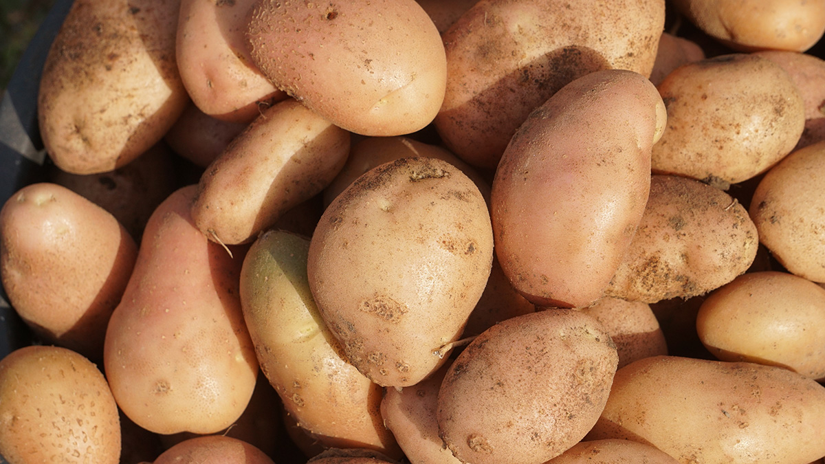 Диетолог Дианова развенчала популярные мифы о вреде картофеля