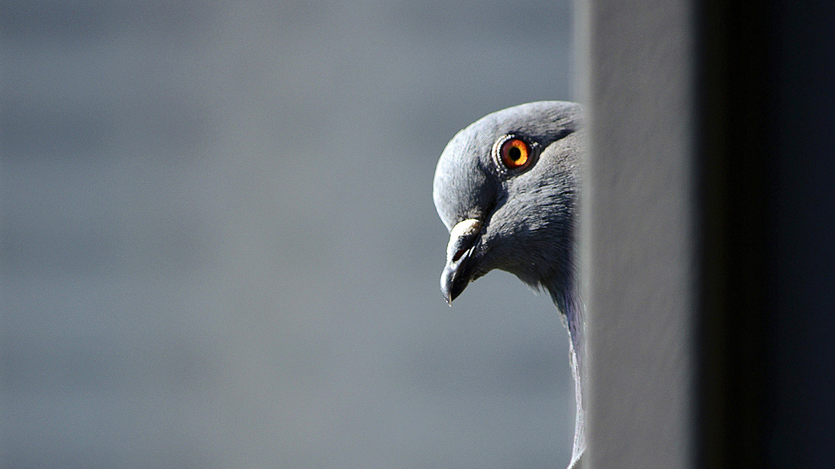 Как получить компенсацию за птичий помет на автомобиле