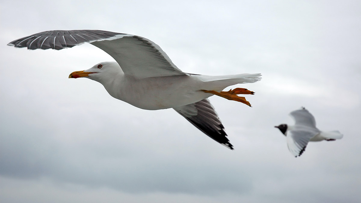 Ученые выяснили, что чайки переносят в желудках микропластик и отравляют им рыбу