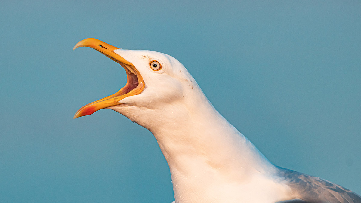 Чайка рассекла затылок туристке на Сахалине
