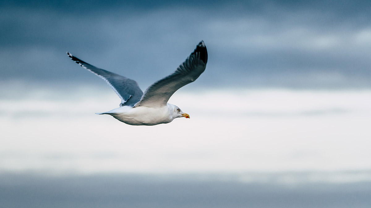 Что делать при нападении птиц