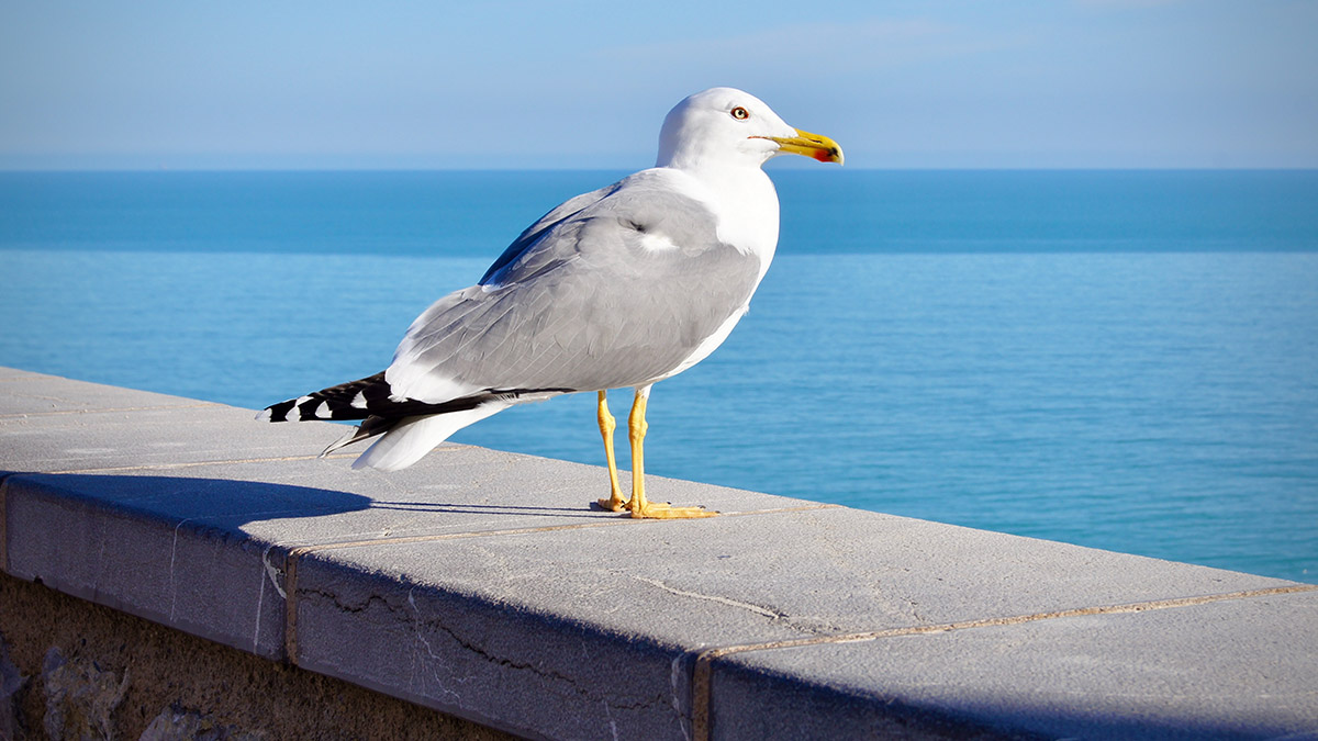 Чайка в Турции научилась мяукать у автомата с кошачьим кормом