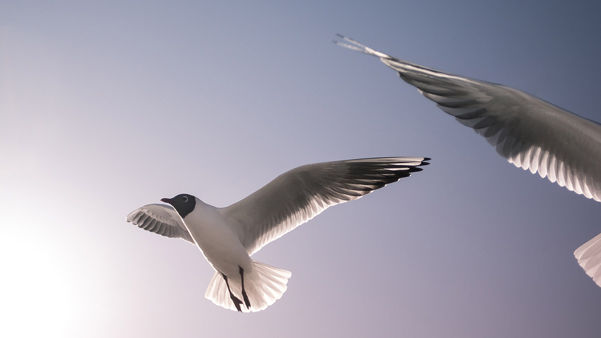 Bild: В Гамбурге перекрыли движение на мосту из-за мертвой чайки