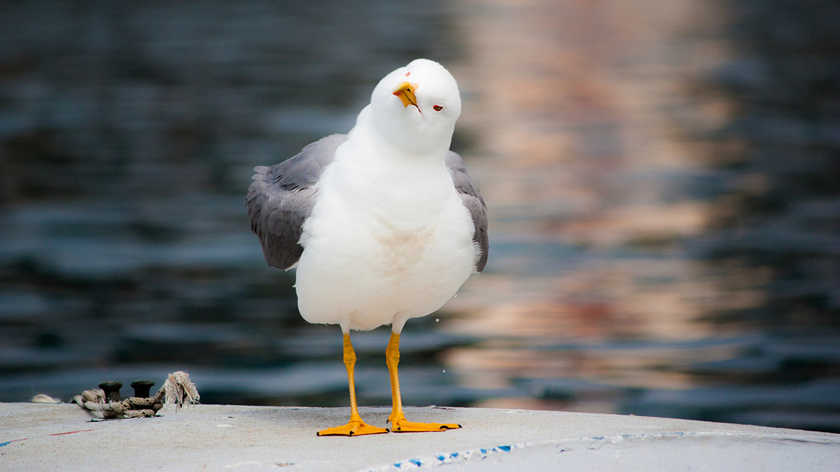 Чайки вернулись в Москву после зимовки