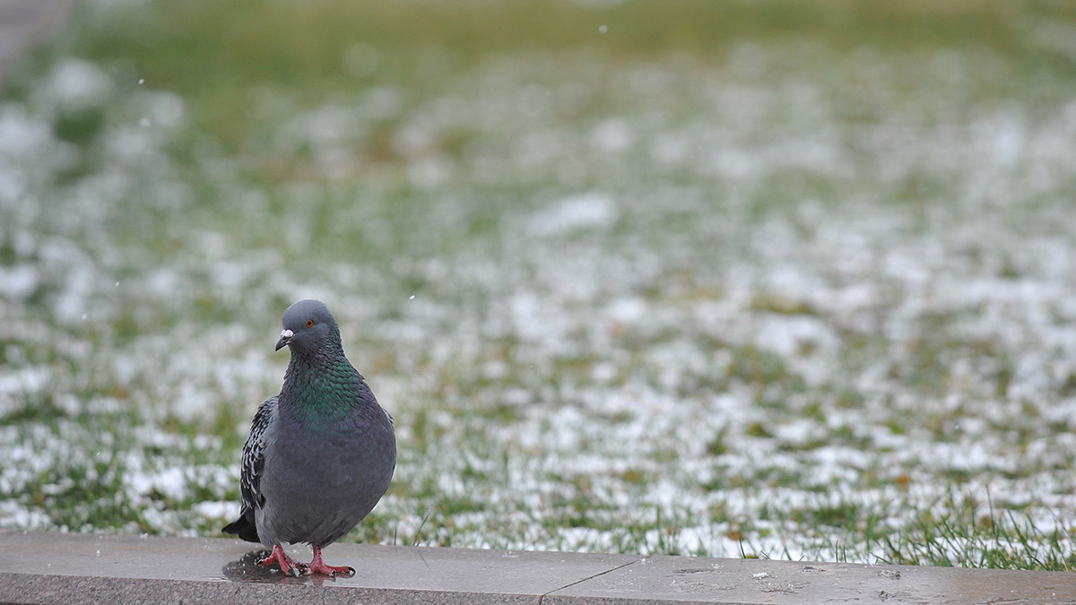 Метеоролог Шувалов рассказал, когда в Москве выпадет первый снег