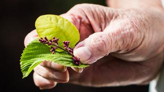 Почему пожилые люди пахнут старостью