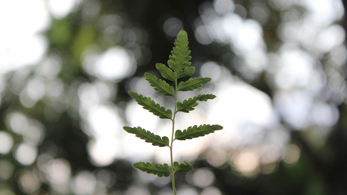 Назван самый экологичный район Москвы